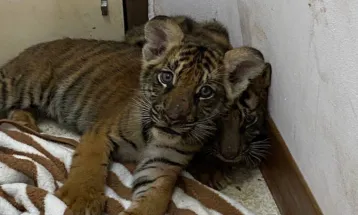 Two Suspects Arrested Over Illegal Trade of Two Tiger Cubs and 100 Kilograms of Elephant Tusks In Thailand