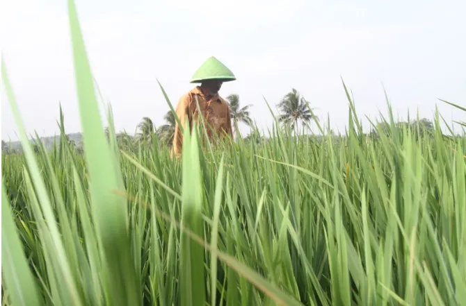 Perum BULOG Gencar Lakukan Huluisasi untuk Bantu Tingkatkan Produksi Beras Mitra Petani