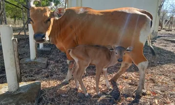 Seekor Anak Banteng Jantan Lahir di Taman Nasional Baluran