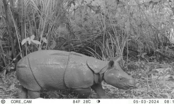 KLHK Umumkan Satu Ekor Badak Jawa Lahir di Taman Nasional Ujung Kulon