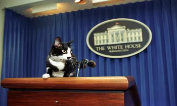 The Story of Socks: Bill Clinton's Favorite Cat, a Resident of the U.S. Presidential Palace